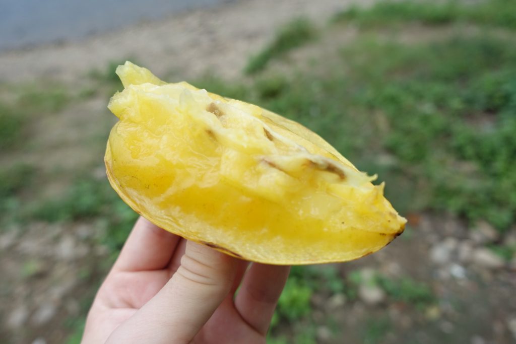 Partialy eaten starfruit