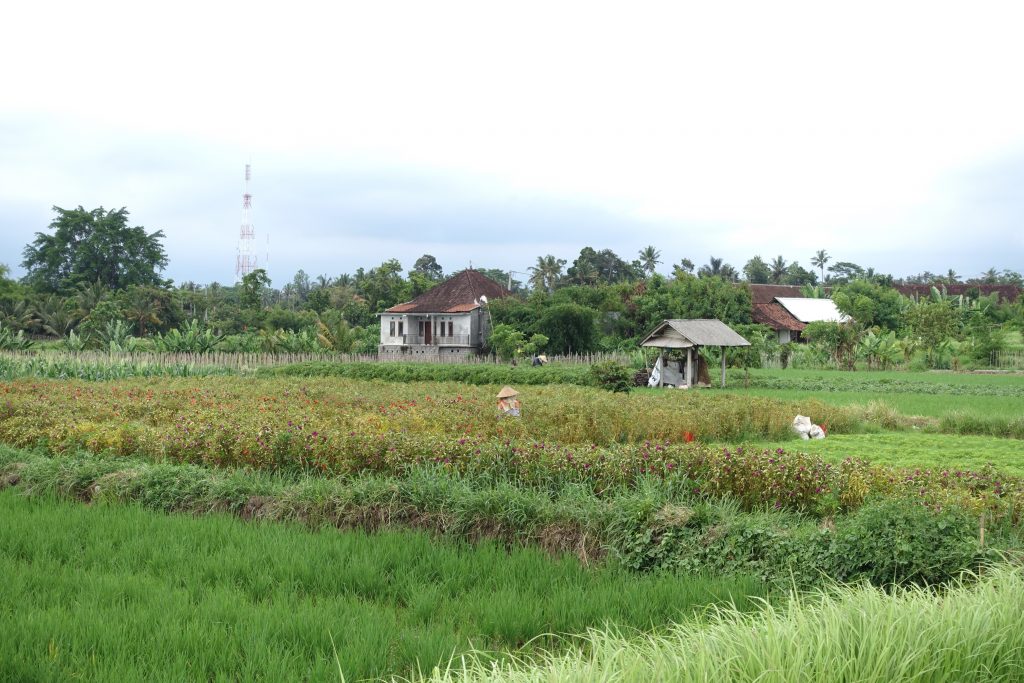 Rice fields of Ubud