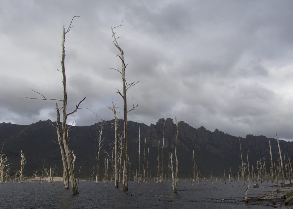 Dead trees in Lake Gordon